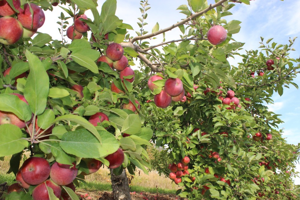 Apple_orchard_in_Brampton full